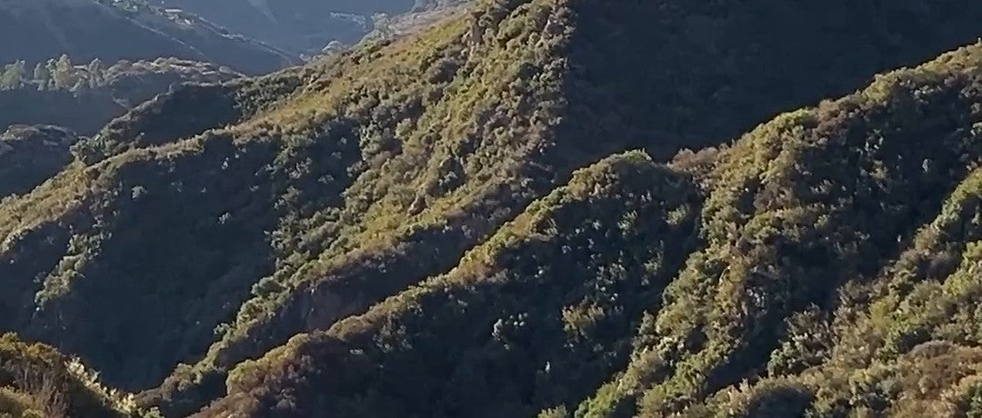 Glooiende, herbeboste heuvels bij Los Angeles in het late middaglicht